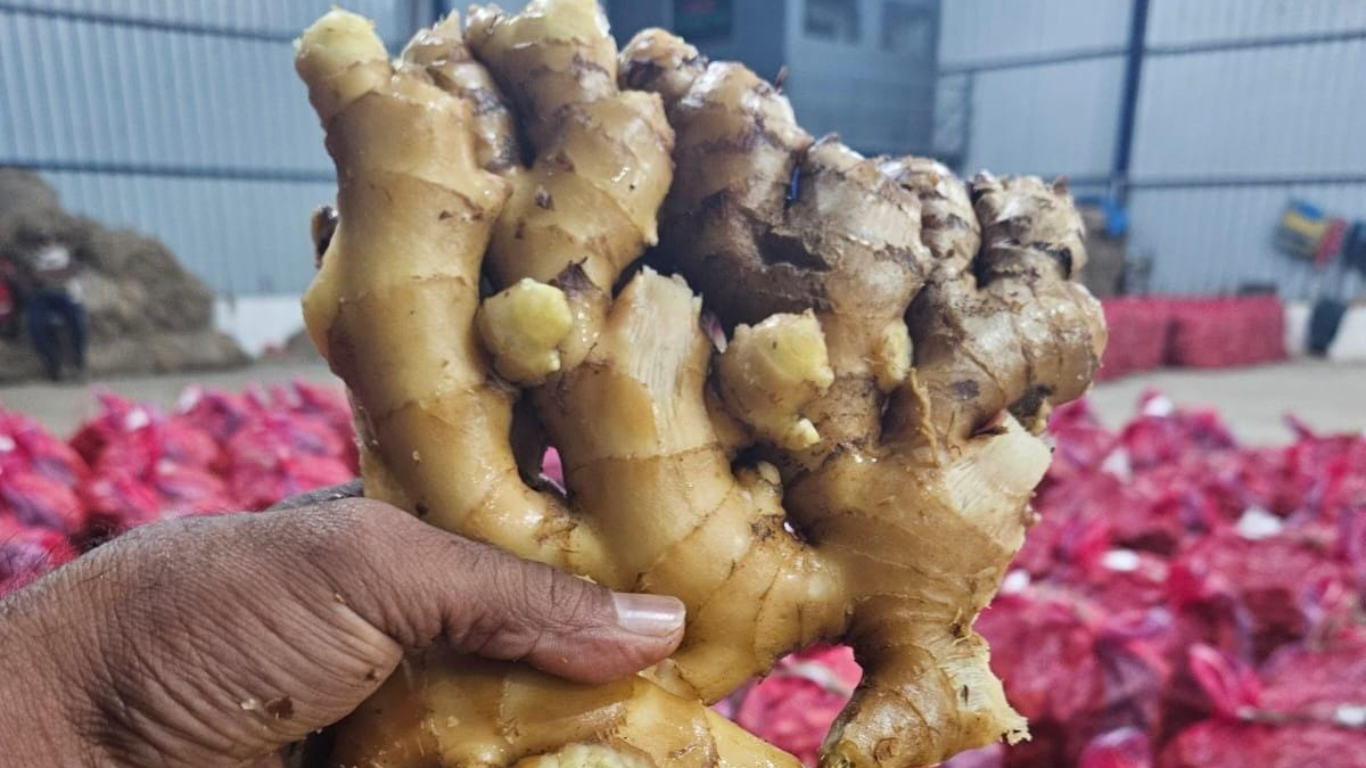        Fresh Ginger Export Shipment Successfully Executed
