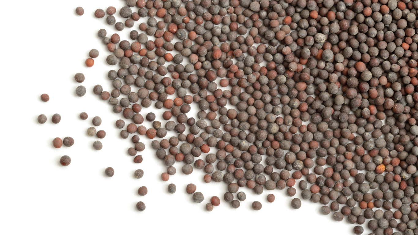 Mustard Seeds Export