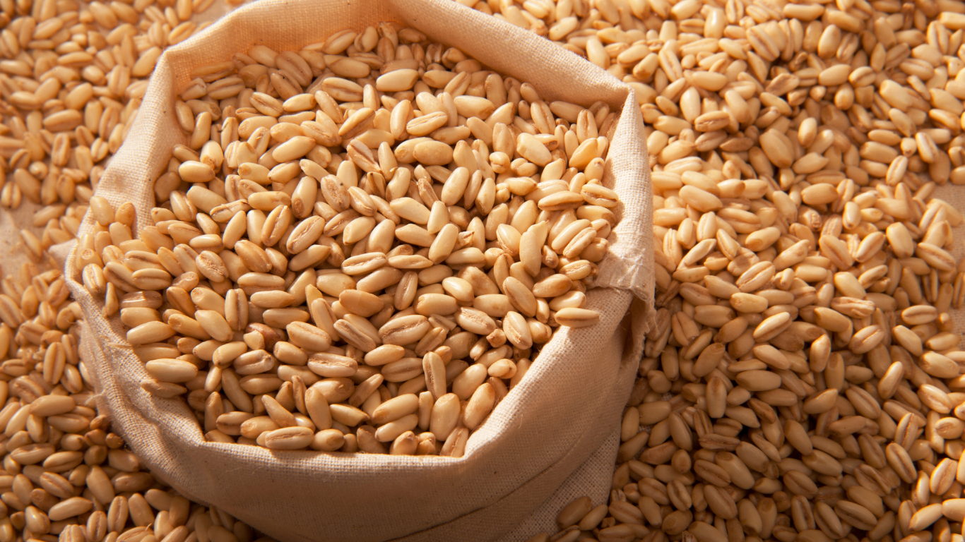 Barley Export