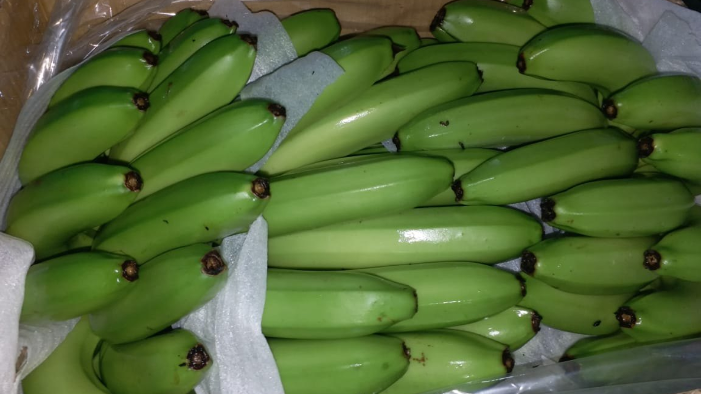 Indian Banana Reefer Container Shipment